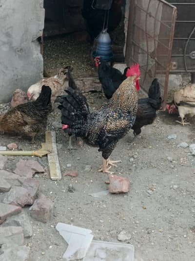 desi misri hens Egg lying0lying 03019096127