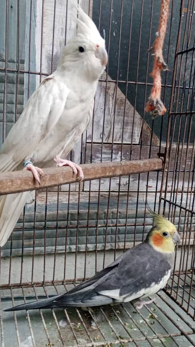 cocktail breeder pair