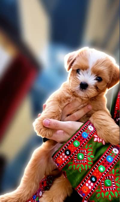 shitzu puppy