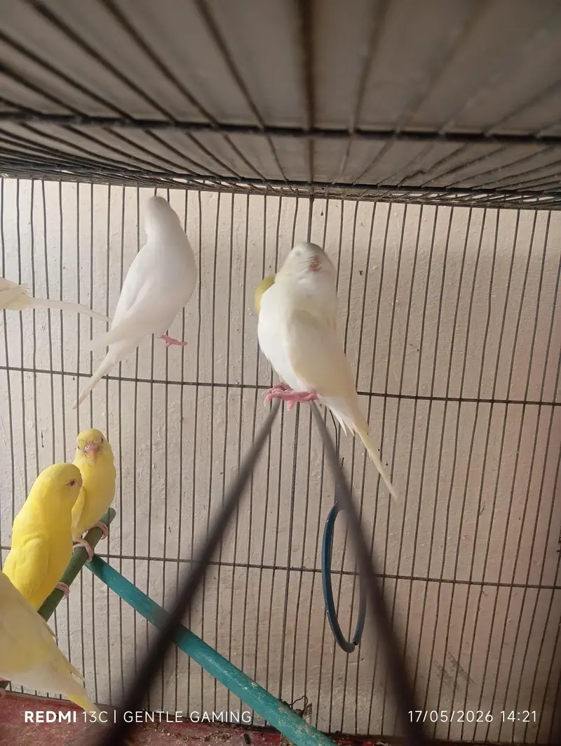 Red  eyes ostalina parrot — photo 6