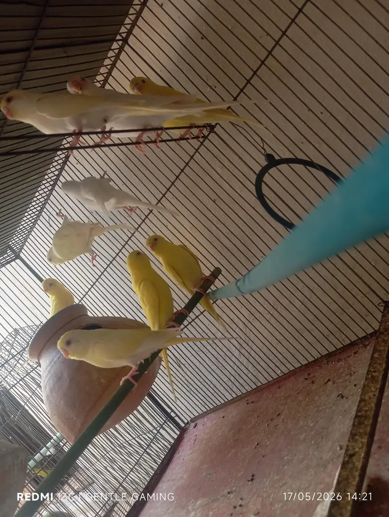 Red  eyes ostalina parrot — photo 8