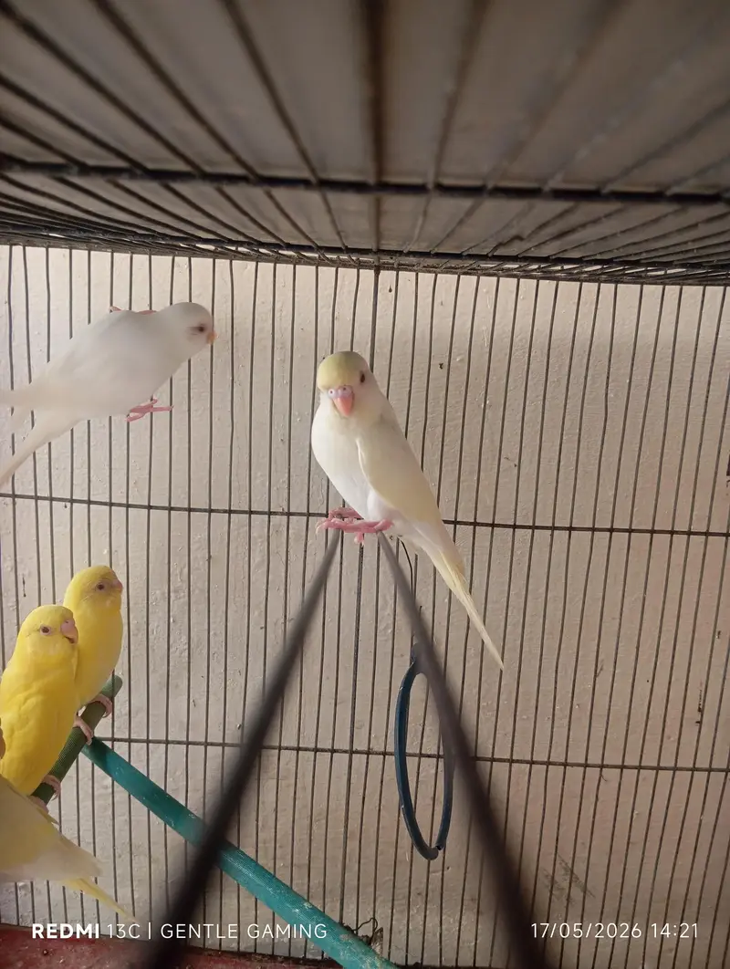Red  eyes ostalina parrot — photo 9