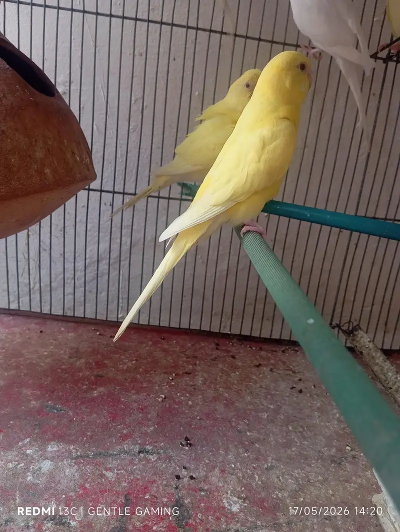 Red  eyes ostalina parrot — photo 10