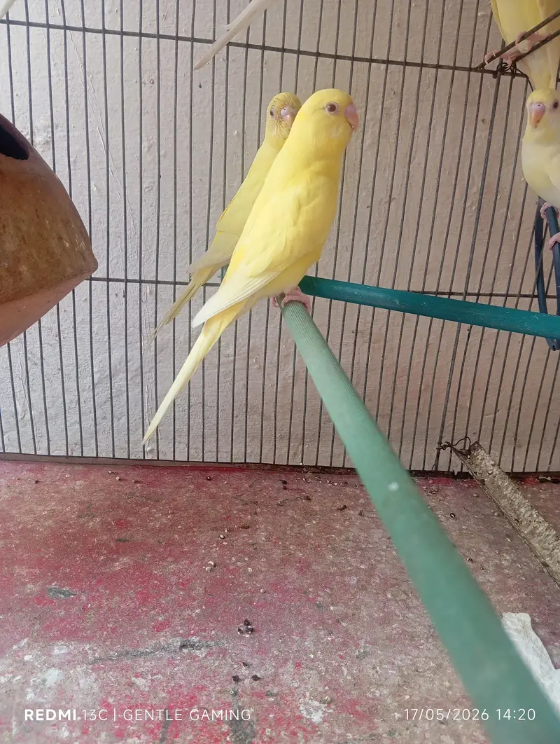 Red  eyes ostalina parrot — photo 11