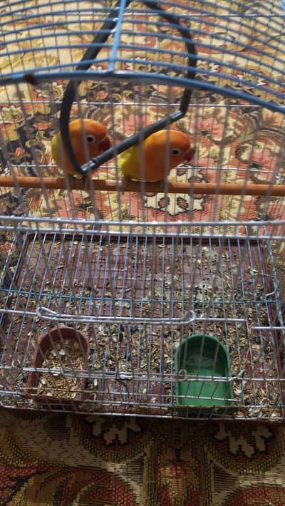 love birbirds  for sale