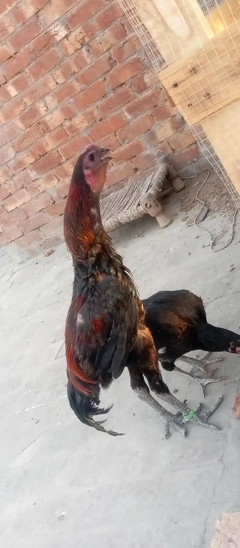 dragon male  black skin black body