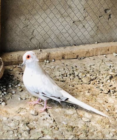 Pied doves available