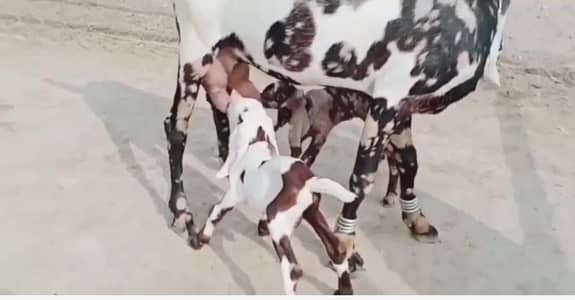 2 butcher vali shera print bakri for sale. 03207353028