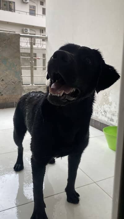 Labrador 9 months dog