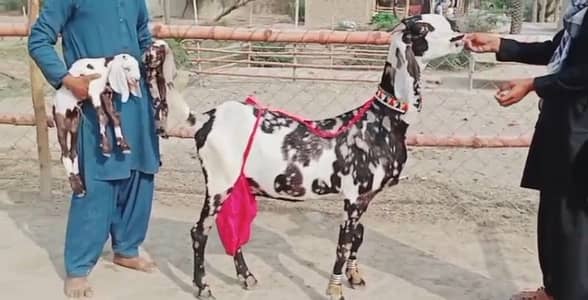 Desi Bakri 2 bacchon ke Seth for sale 03106417029