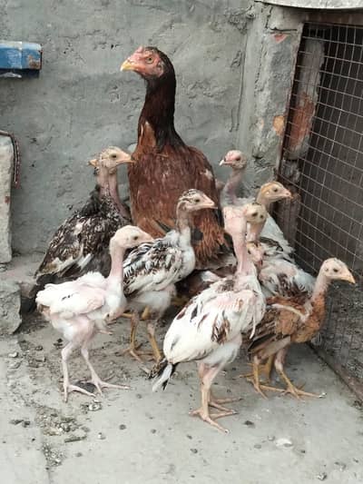 Aseel Mian wali chicks &hen for sale