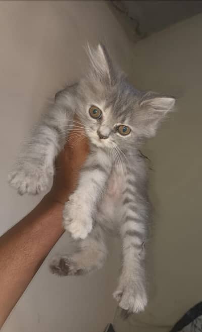 percian kitten