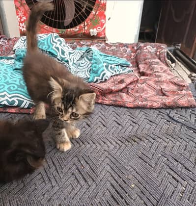 Persian Kittens /Tripple coat / kittens /Doll  kittens For Sale