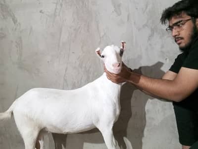 Pregnant Gulabi Tedy Bakri (6daant)