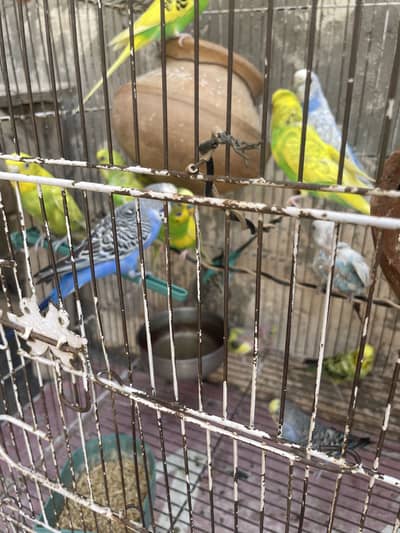 Budgies pair with Eggs and Chicks available for sell
