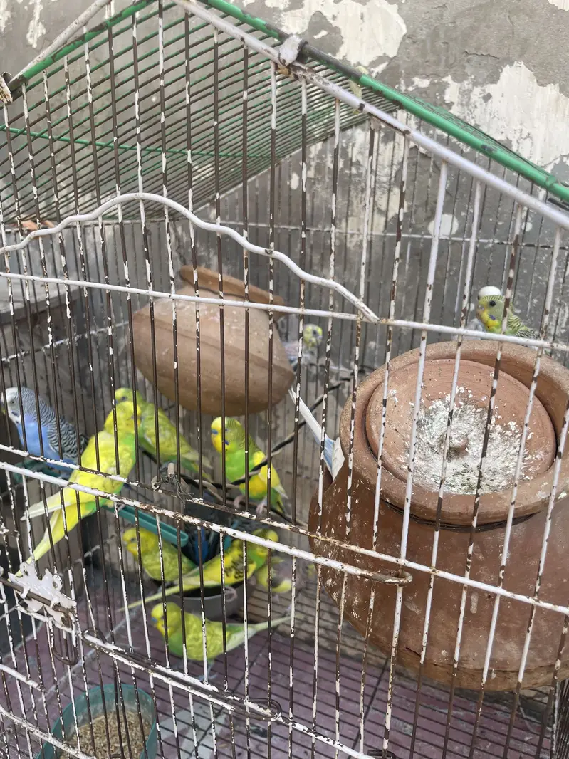 Budgies pair with Eggs and Chicks available for sell — photo 2