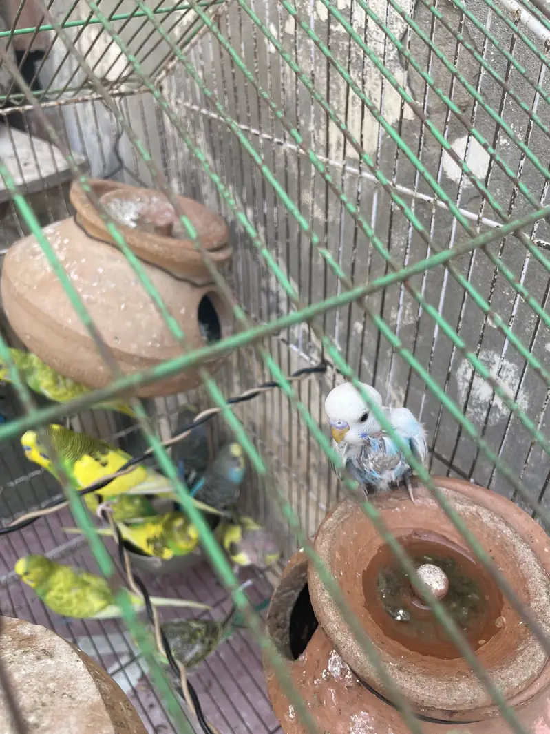 Budgies pair with Eggs and Chicks available for sell — photo 3
