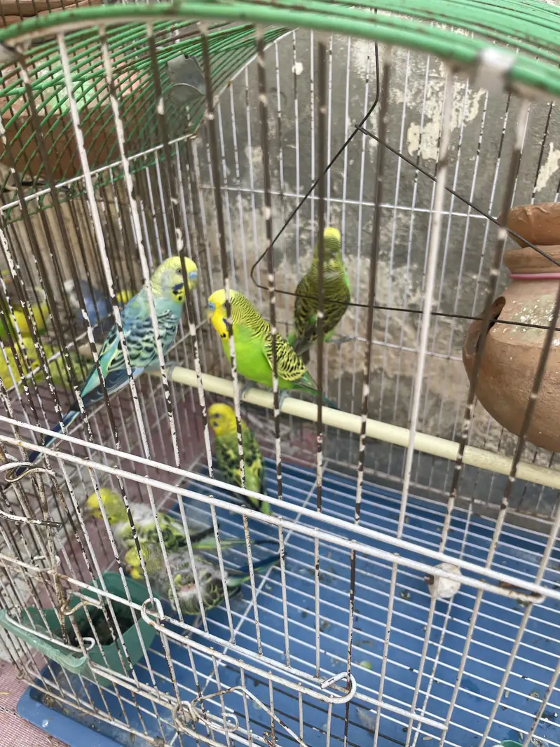 Budgies pair with Eggs and Chicks available for sell — photo 4