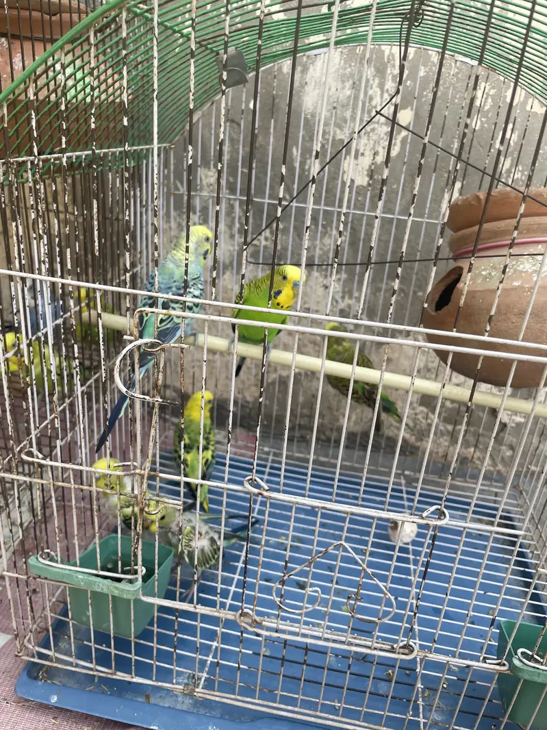 Budgies pair with Eggs and Chicks available for sell — photo 5