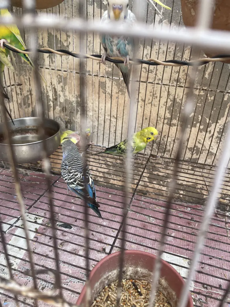 Budgies pair with Eggs and Chicks available for sell — photo 6