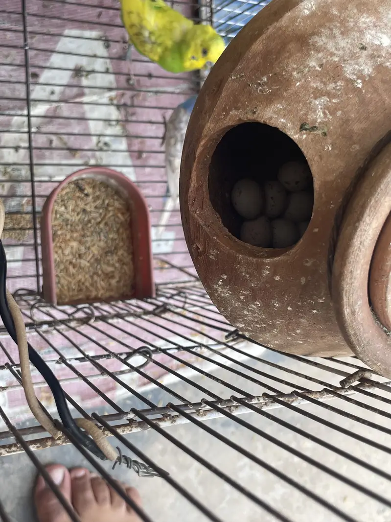 Budgies pair with Eggs and Chicks available for sell — photo 7