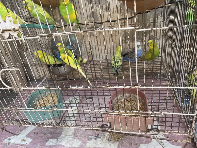 Budgies pair with Eggs and Chicks available for sell — photo 8