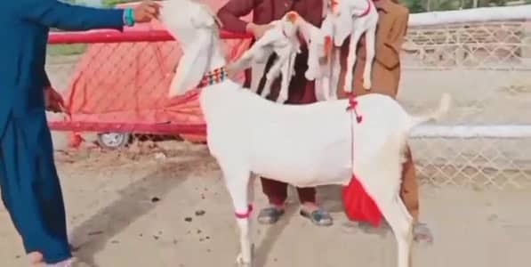 Rajanpuri bakri 3 beachon wali for sale WhatsApp 03106417029