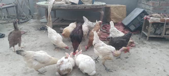 10 Healthy  Desi hens/All egg laying/urgent sale/1 golden buff/1 Aseel
