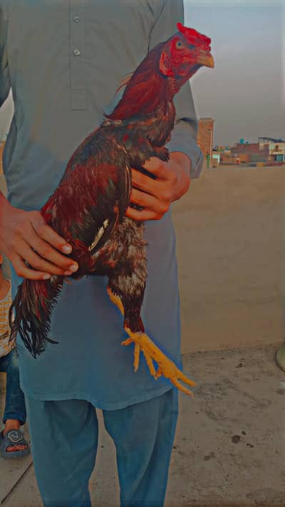 Healthy active aseel Murga / Urgent sale