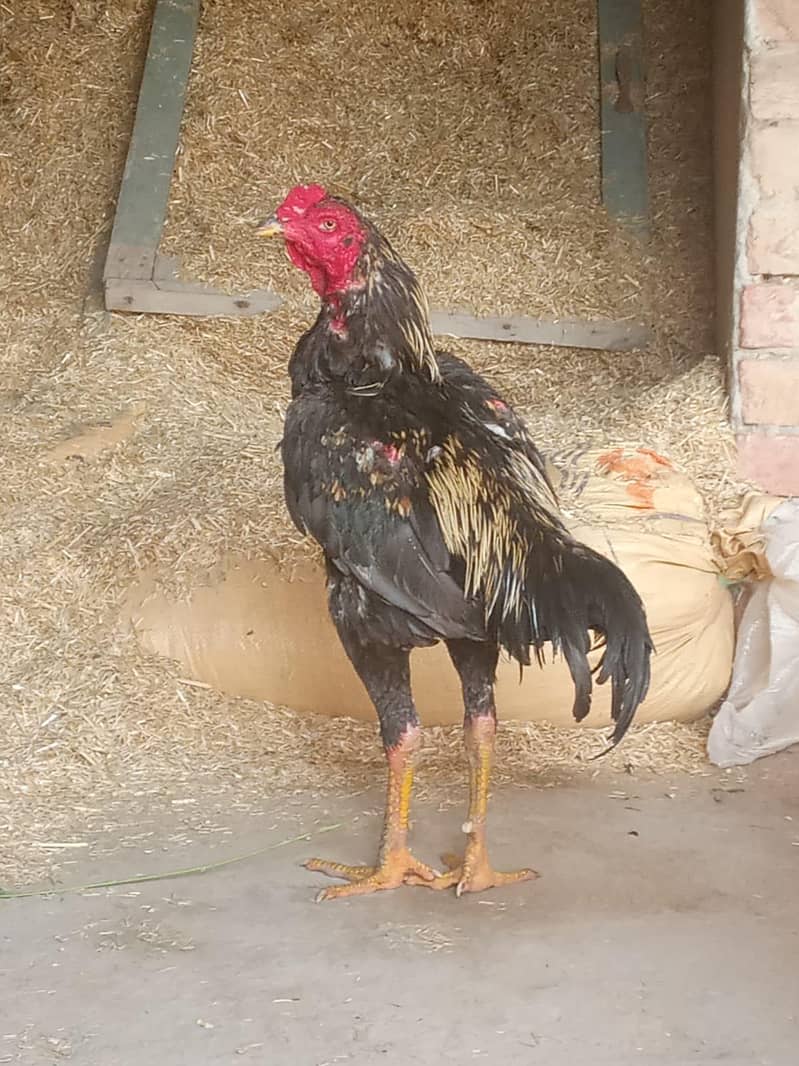 فائٹنگ مرغا Available 1