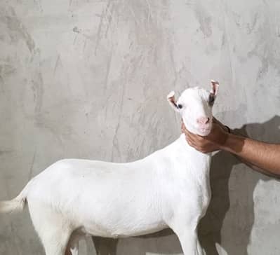 Pregnant Gulabi Tedy Bakri (6daant)