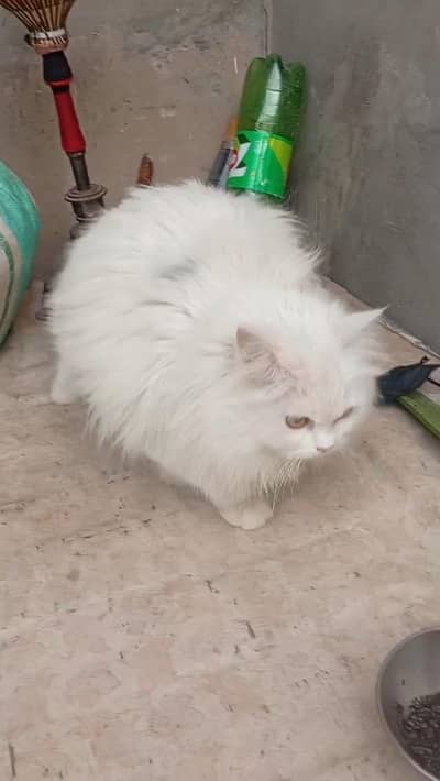 cats white butifull