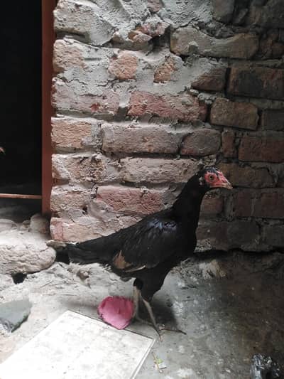 3 hens for sale high quality high demand
