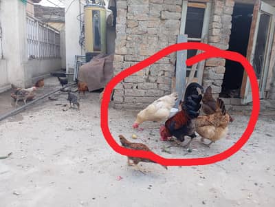 Hen and cock for sale