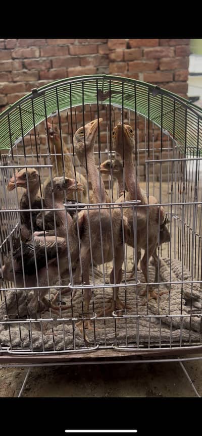 Healthy Active Home Breed Aseel Chicks Available