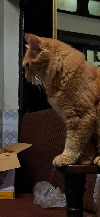 Urgent Sale Male Cat