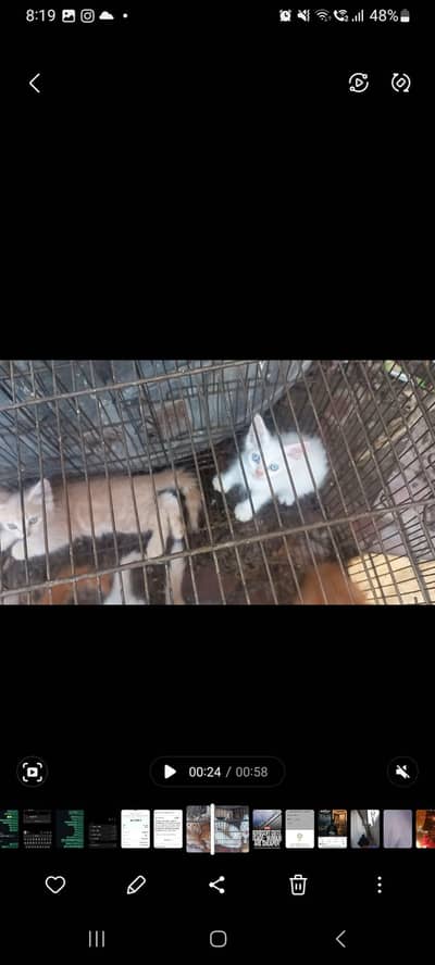 Persian cats for sale triple coated
