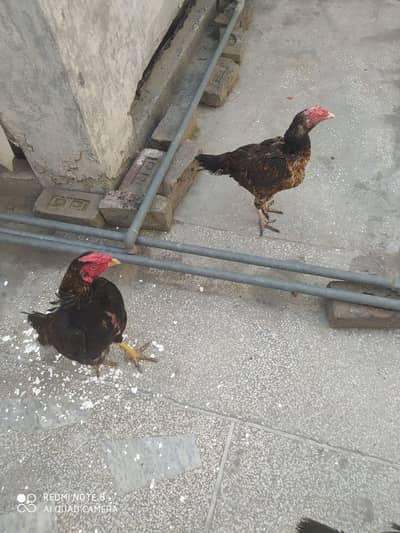 Aseel Male female with hen