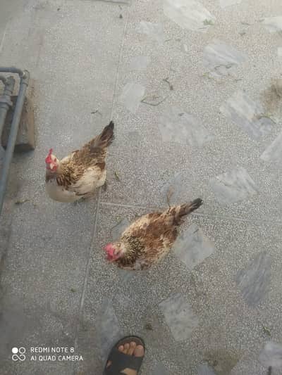 Hens for sale