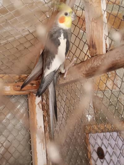 cocktail male for sale