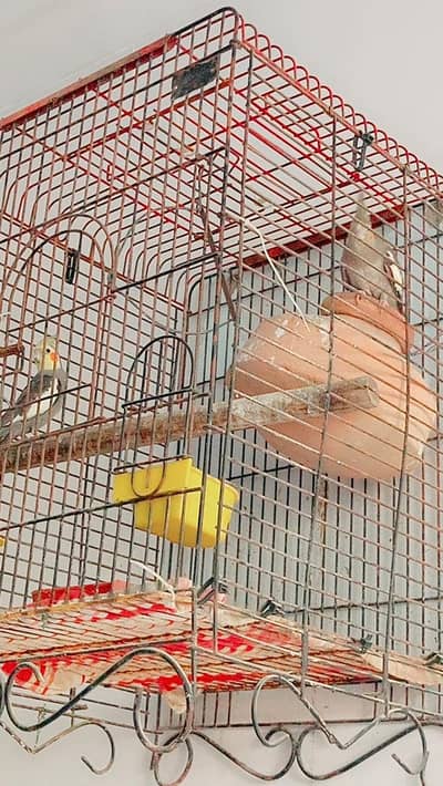 healthy and active breeders pair available for sale