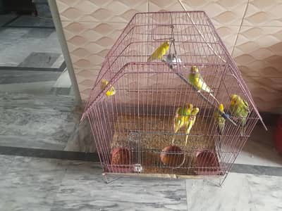 Australian parrots
