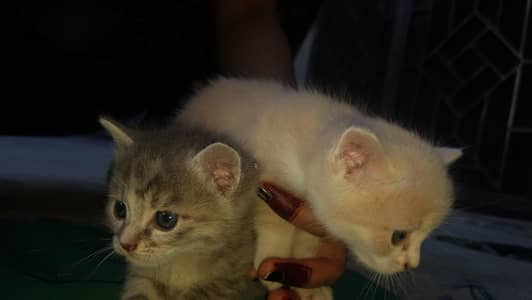 Cute Fluffy Persian Mix Kittens Available 