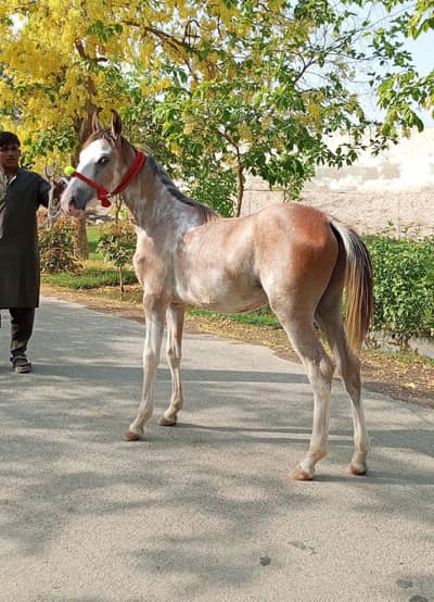 for sale male horse age satama