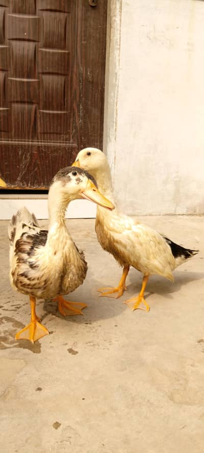 3 ducks For sale