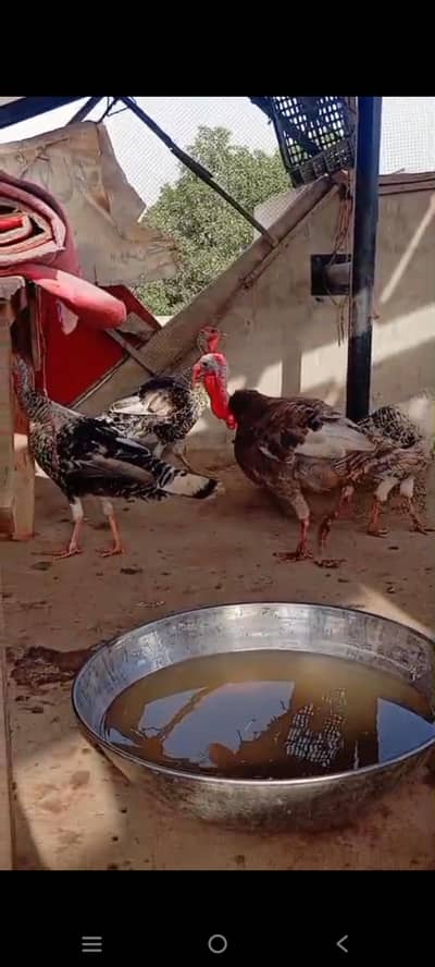 turkey breedar sat for sale 1 male 3 femlae