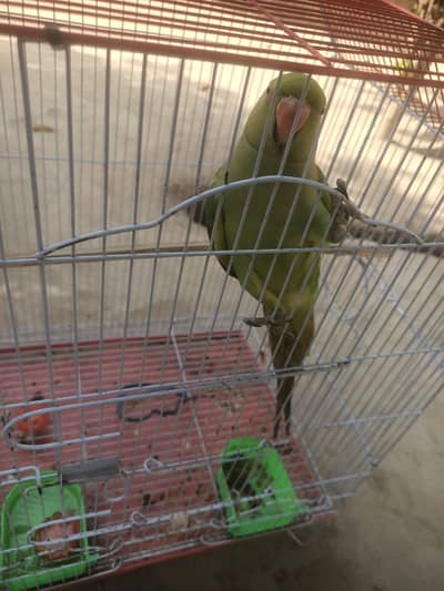 talking parrot