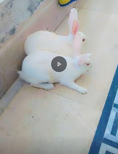 Rabbit Pair