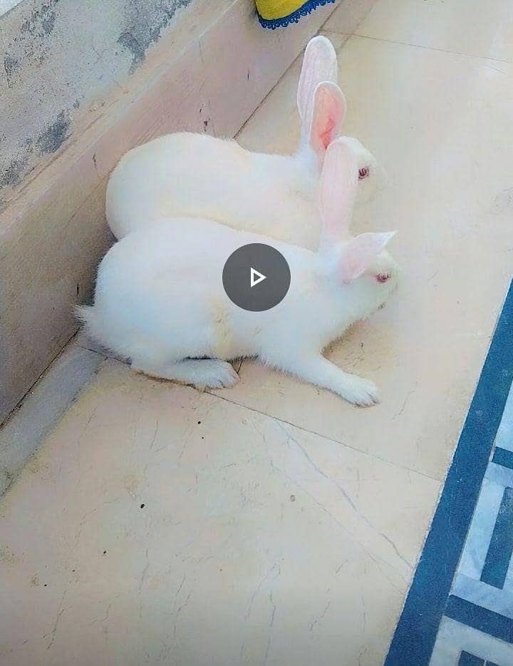 Rabbit Pair 0