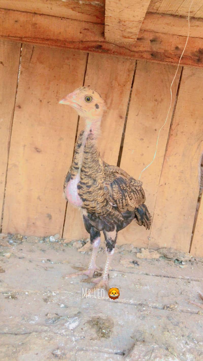 aseel Chick's 1